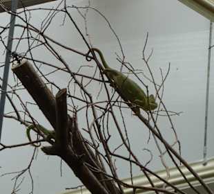 Terrarium - Chamäleon