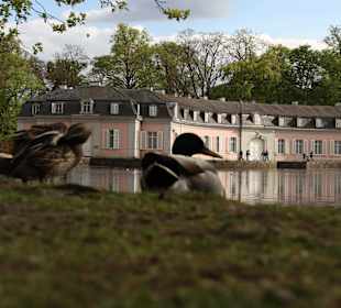 Ohnen Enten geht nichts am Schlossweiher