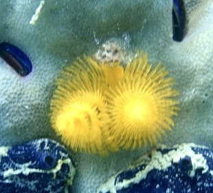 Schnorcheln Makadi Bay