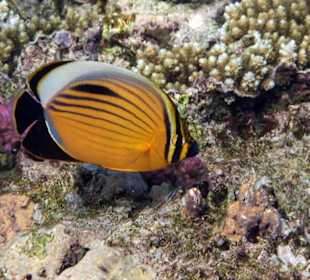 Hotel Gorgonia Beach 