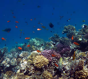 Korallenriff am Hotel