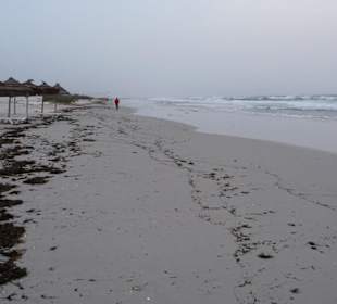 Viel Seegras am Strand von Mahdia