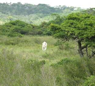 Weiße Löwen (Jeepsafari)