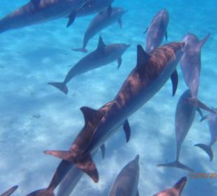 Delfin Tour Marsa Alam