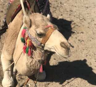 Kamele vor Ort, Glücklich 