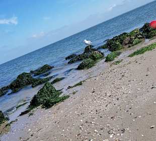 Strand Renesse