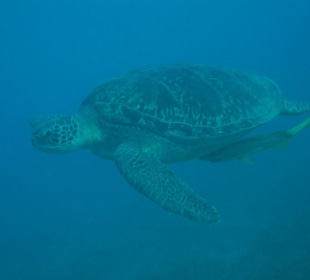 Schildkröte in Abu Dabab