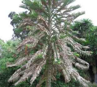 Wollemia Pinie - lebendes Fossil