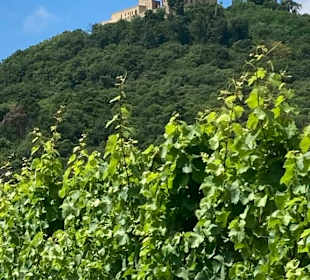 Weinberge