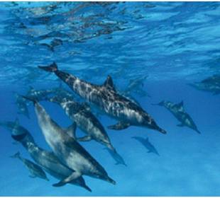 Schwimmen mit Delfinen-Hurghada Morgenland Reisen
