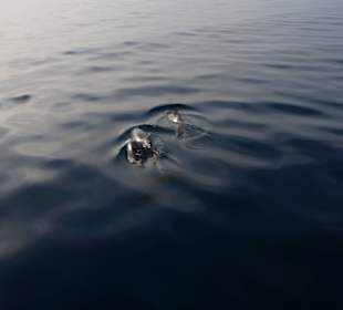 Delfine auf der Rückfahrt