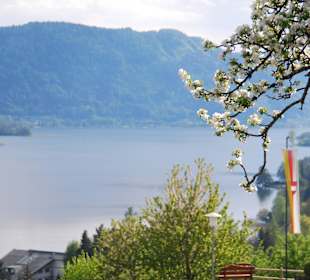 Blütenmeer am Ossiacher See