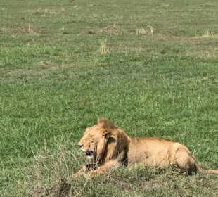 Einer von 40 Löwen ;-), Masai Mara