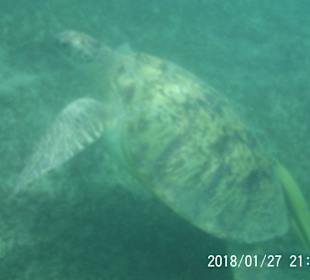 Schnorcheln Marsa Alam