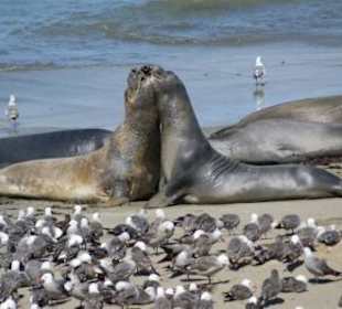 CA 1 - Sea Elephant Point