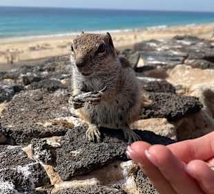 Strand Playa de Esquinzo / Playa de Butihondo