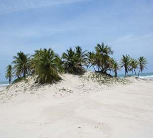 mangue seco