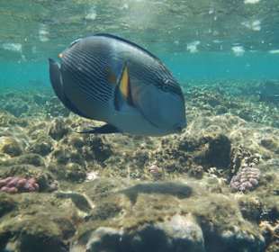 Geldklingen-Doktorfisch