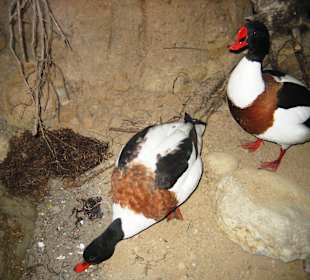 Versch. Meeresbewohner