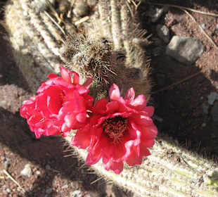 Echinopsis Huaschablüte