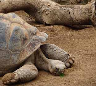 Faulenzen im Loro Parque
