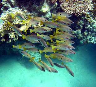 Das traumhafte Hausriff der Brayka Bay