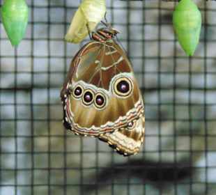 La Paz Waterfall Gardens