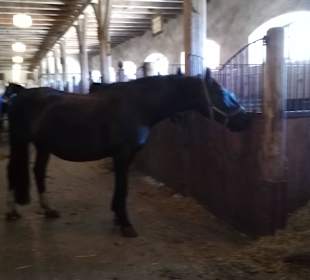 Im Stall