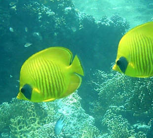 Gelbe Fische am Hausriff