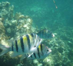 Wunderschöne Fische