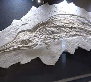 Dinosaurier Museum Altmühltal