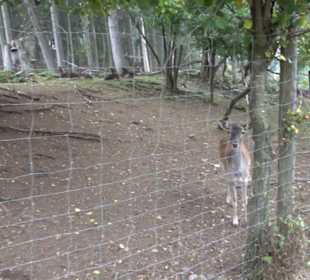 Erlebnisbauernhof und Wildgehege