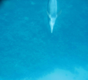 Delfin taucht ab
