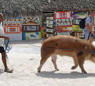 Der Mensch und sein Freund