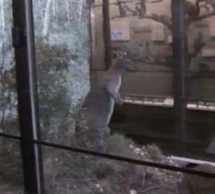 Naturhistorisches Museum