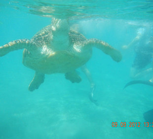 Suppenschildkröte vor der Linse