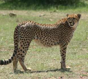 Kommt ihr mir immer noch nach?