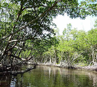 Durch die Mangroven