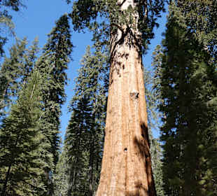 General Sherman Tree