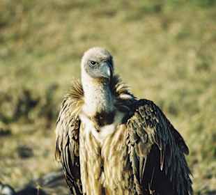 Auge in Auge mit einem Geier