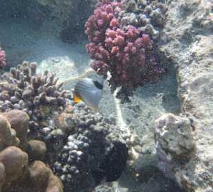 Fisch