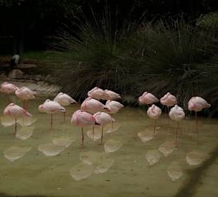 Flamingos im Oasis Park