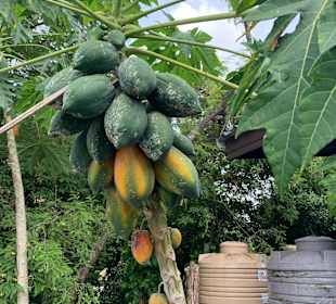 Mangos wachsen überall 