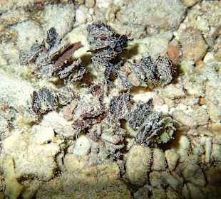 Spinnenkrabbe Hausriff Bituon Beach 