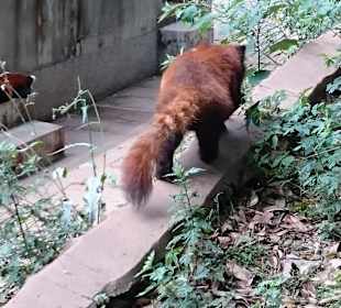 Red panda