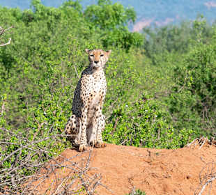 Tsavo Ost Nationalpark