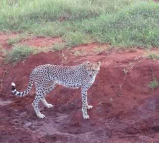 Auf safari in Tsavo West