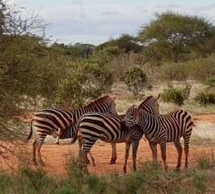 Tsavo Ost Nationalpark