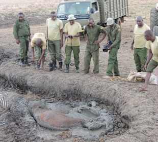 Babyfant-Rettung auf dem Weg nach Galdessa