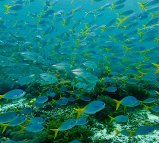 Schnorcheln Raja Ampat